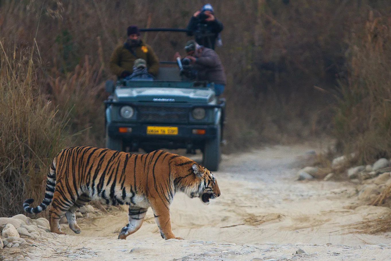 10 Best National Parks for Tiger Safari in India