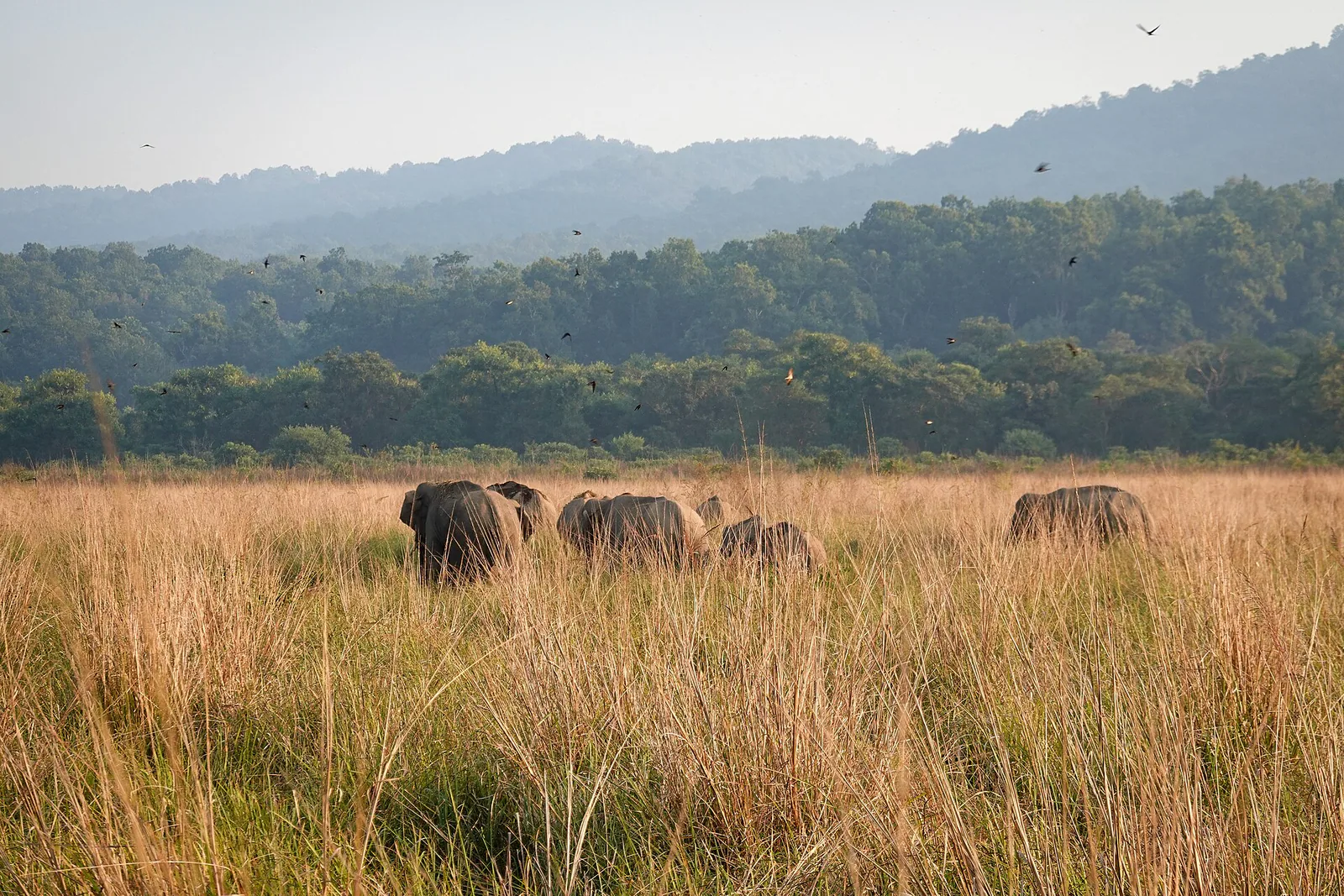 Best National Parks in Uttarakhand: Corbett, Rajaji & Valley of Flowers