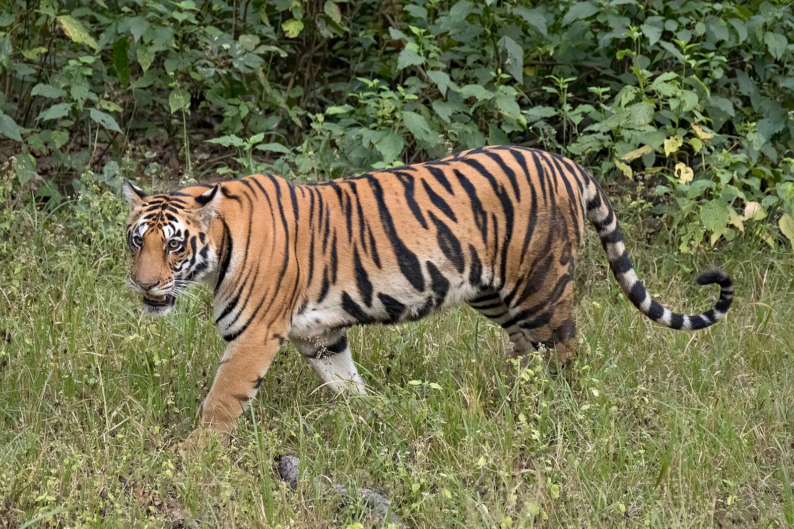 Best Places to Visit in Jabalpur: Marble Rocks, Falls & Tiger Parks
