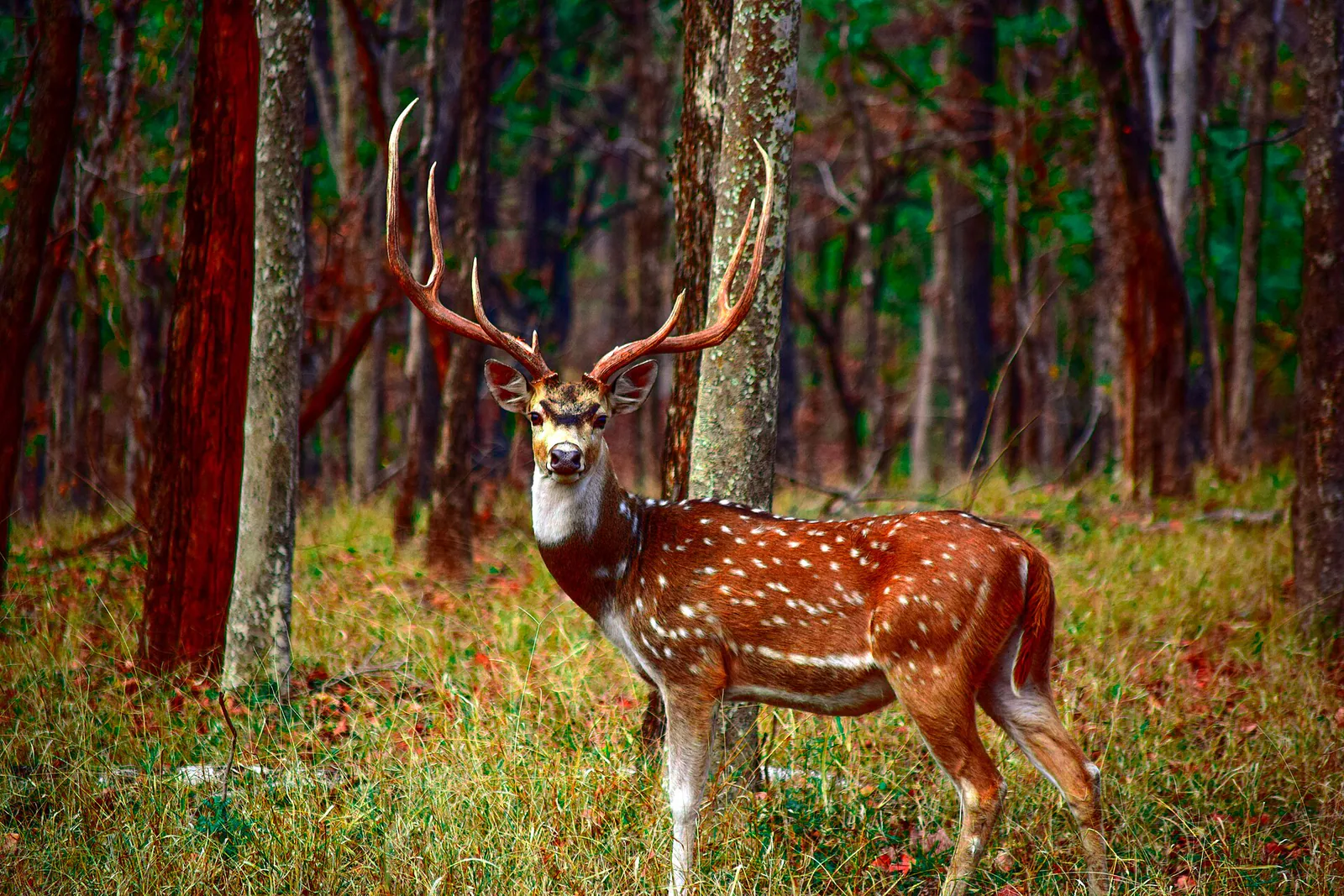 Best National Parks in Madhya Pradesh for Safari