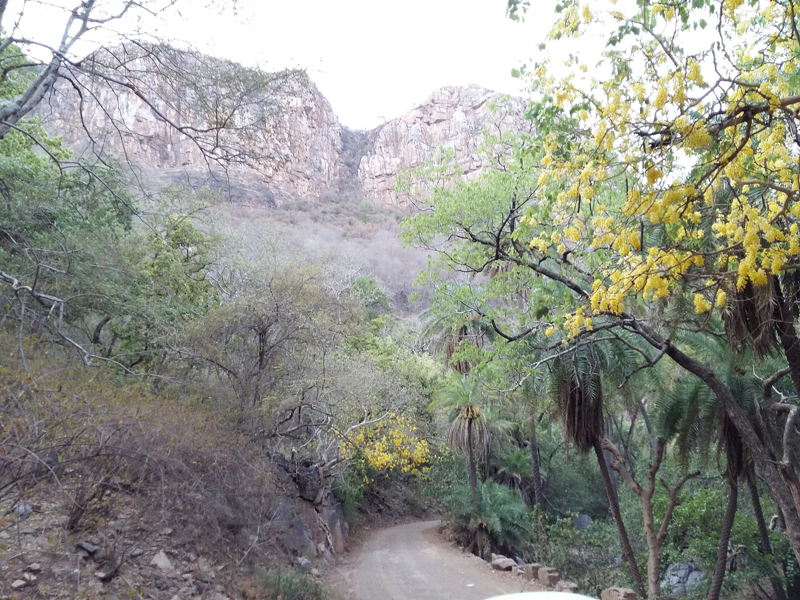 Best Jungle Safaris in Rajasthan: Ranthambore, Sariska & More