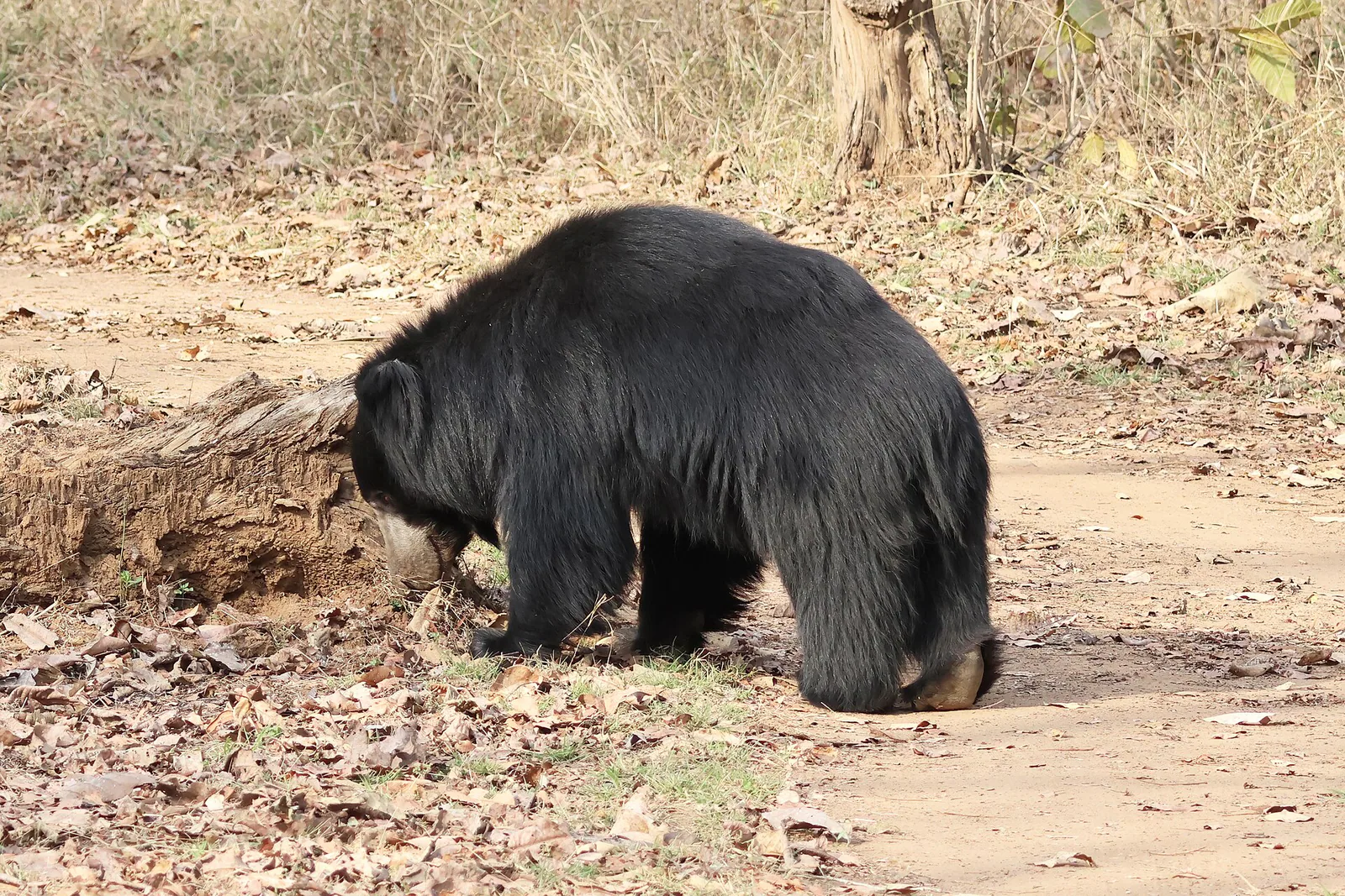 Best Weekend Getaways from Bhopal: Pachmarhi, Sanchi & More