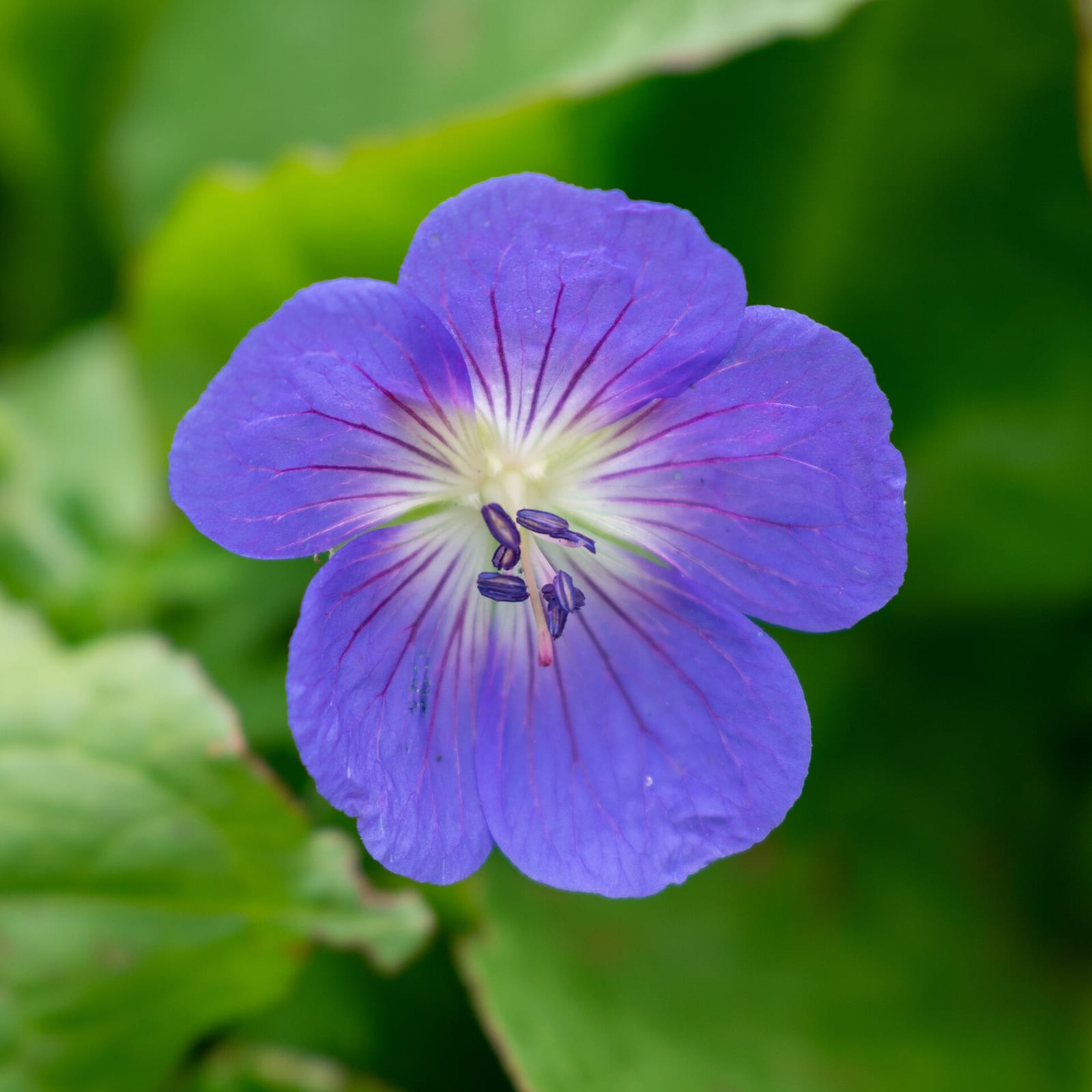 Valley of Flowers & Hemkund Sahib Trek in 6 Days photo 2