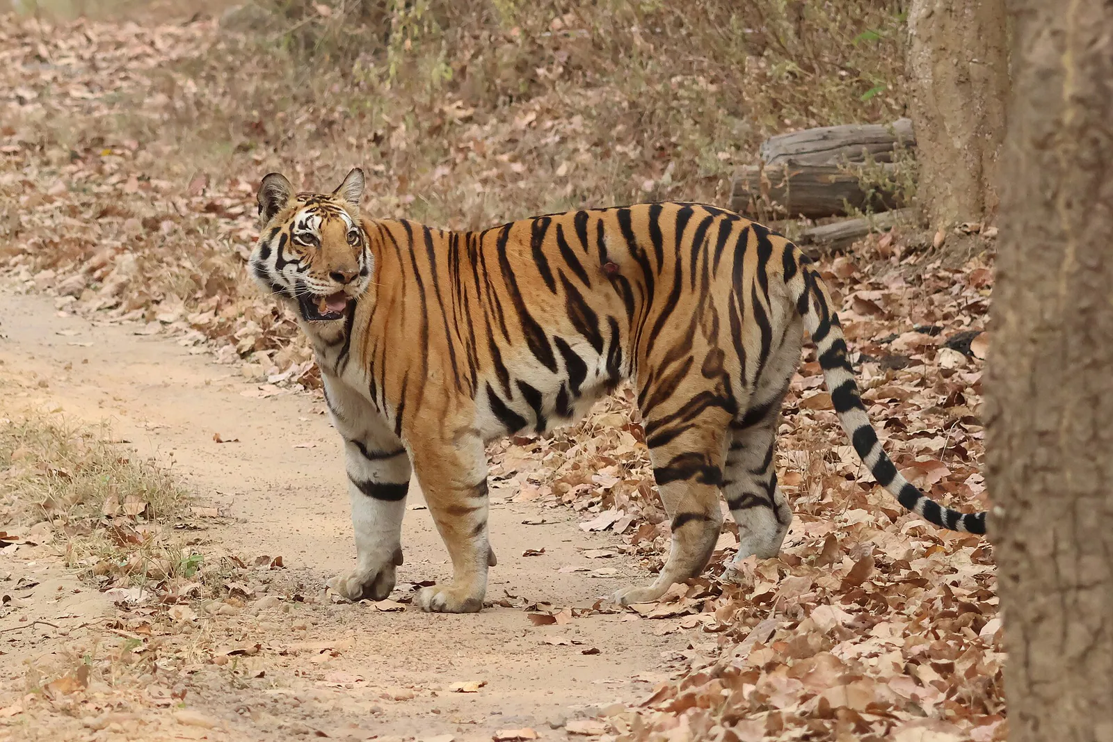 Kanha Tigers & Marble Rocks in 3 Days — Two Safaris and the Narmada Gorge photo 2