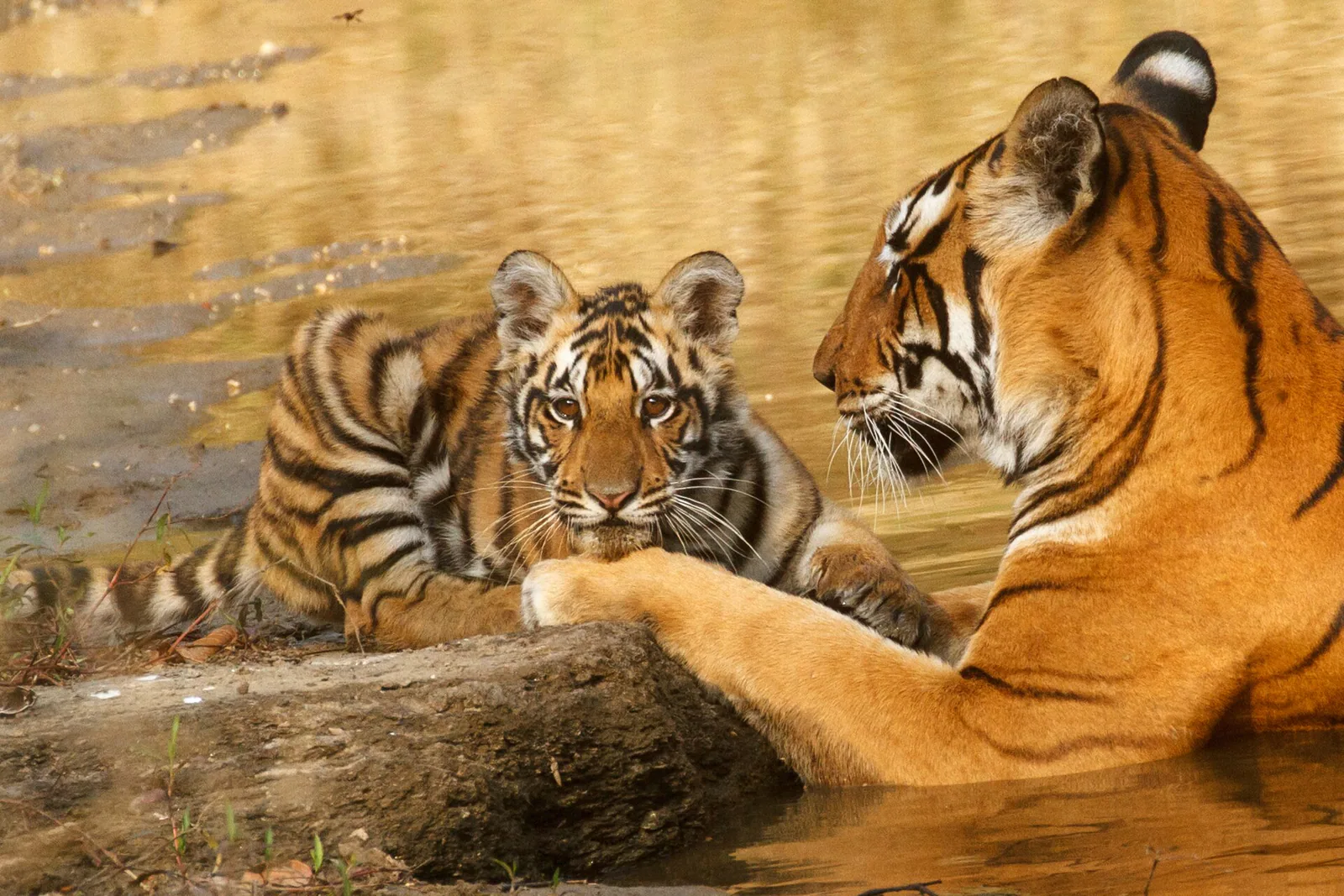 Kanha Tigers & Marble Rocks in 3 Days — Two Safaris and the Narmada Gorge photo 3