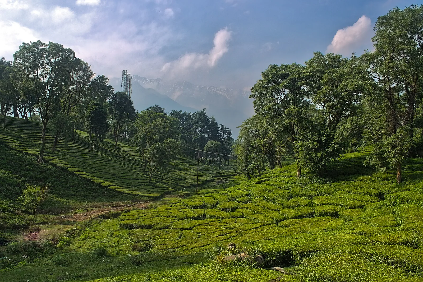 Palampur photo 3